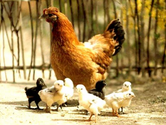 مرغ بومی