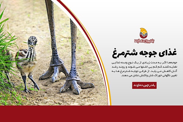 غذای جوجه شترمرغ