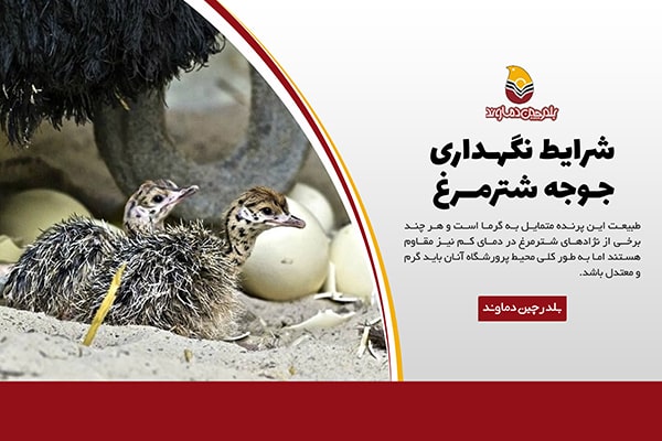 شرایط نگهداری جوجه شترمرغ