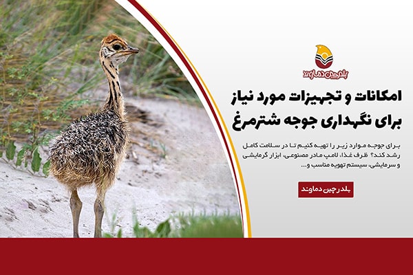 امکانات نگهداری جوجه شترمرغ