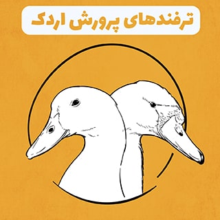 ترفندهای پرورش اردک در خانه و مزرعه به عنوان شغلی پر سود