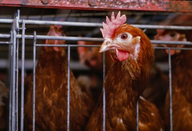 گله مادری جوجه کشی