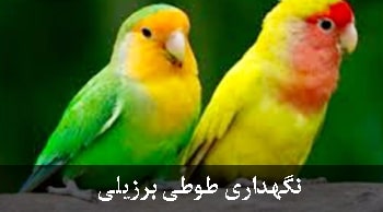 نگهداری طوطی برزیلی