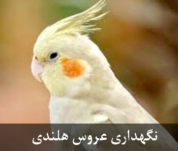 نگهداری طوطی عروس هلندی