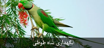 نگهداری شاه طوطی