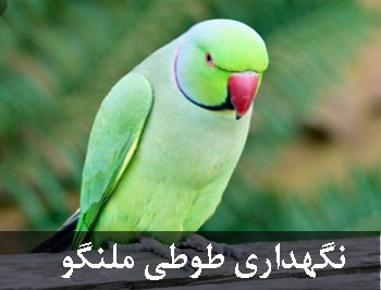 نگهداری طوطی ملنگو