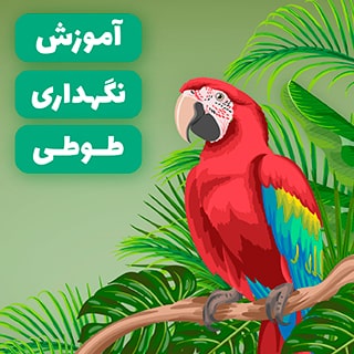 نگهداری طوطی در خانه