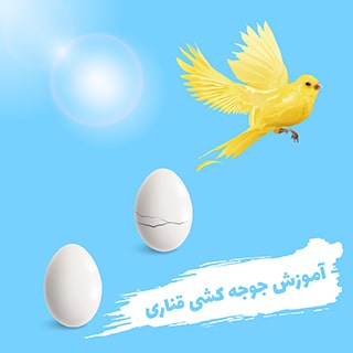 جوجه کشی قناری در چه فصل و تغذیه ای باید انجام شود؟