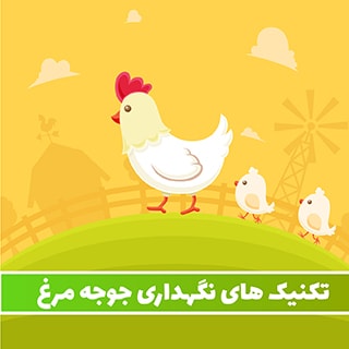 جوجه مرغ – تکنیک های نگهداری قیمت  گذاری و فروش جوجه مرغ ها