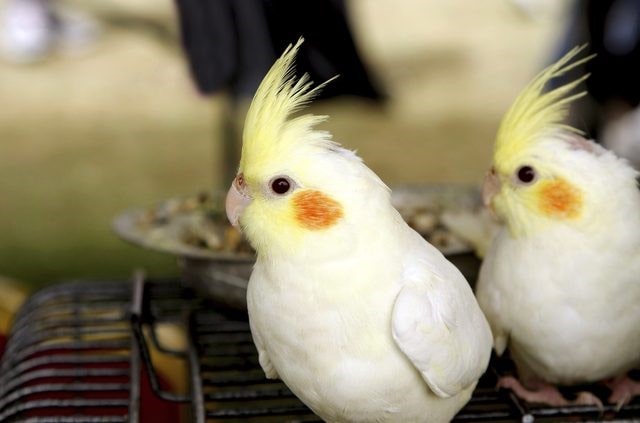 جوجه کشی عروس هلندی به صورت طبیعی