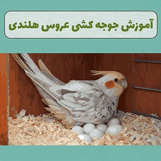 جوجه کشی عروس هلندی با دستگاه یا به صورت طبیعی چه نکاتی دارد؟