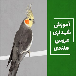 نگهداری عروس هلندی در چه مکان و دمایی باید انجام شود؟