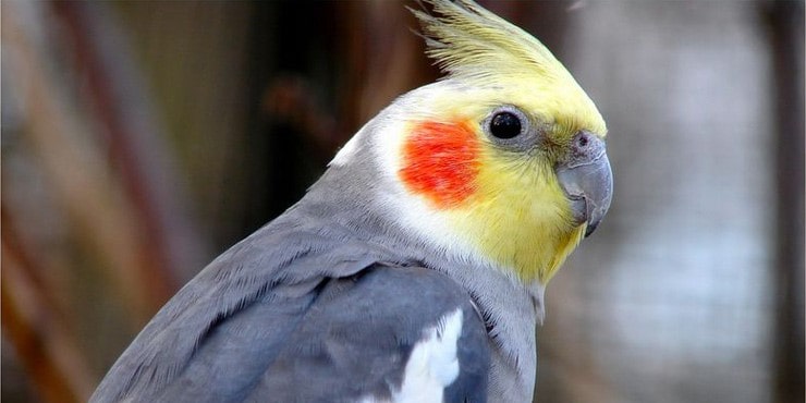 درآمد نگهداری عروس هلندی