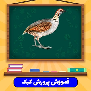 پرورش کبک