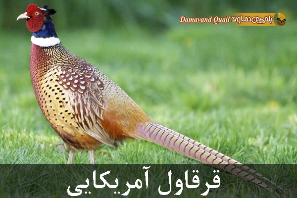 قرقاول آمریکایی