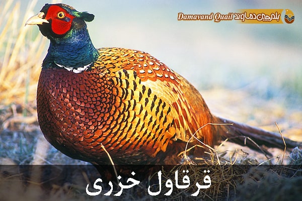 قرقاول خزری