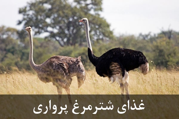 غذای شترمرغ پرواری