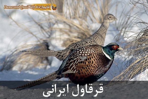 انواع قرقاول ایرانی