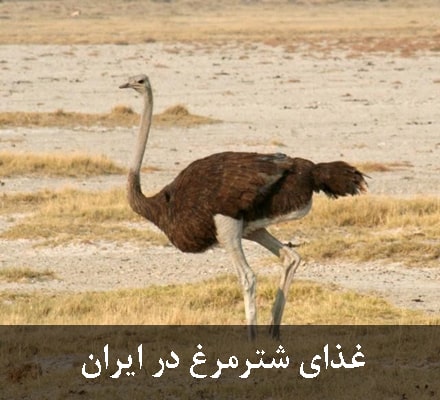 غذای شترمرغ در ایران