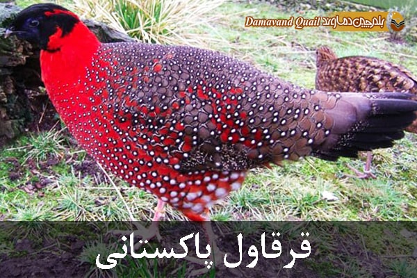 قرقاول پاکستانی