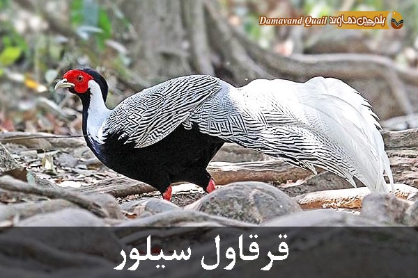 قرقاول سیلور