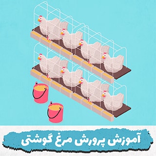 پرورش مرغ گوشتی