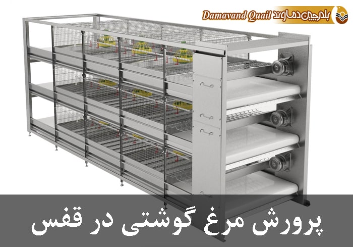 پرورش مرغ گوشتی در قفس