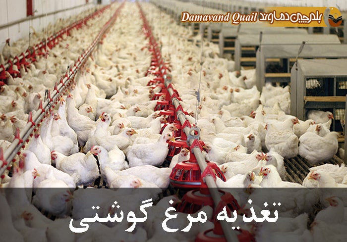 تغذیه مرغ گوشتی