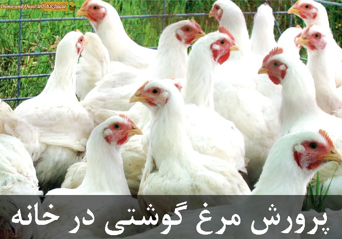 پرورش مرغ گوشتی در خانه