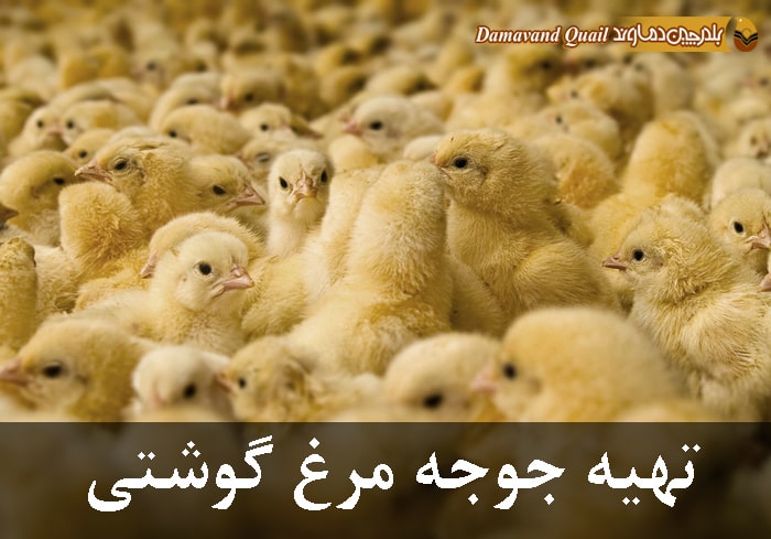 تهیه جوجه مرغ گوشتی