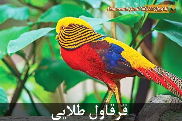 قرقاول طلایی
