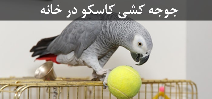 جوجه کشی کاسکو در خانه