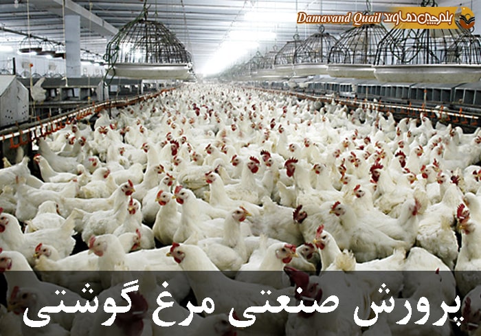پرورش مرغ گوشتی به روش صنعتی