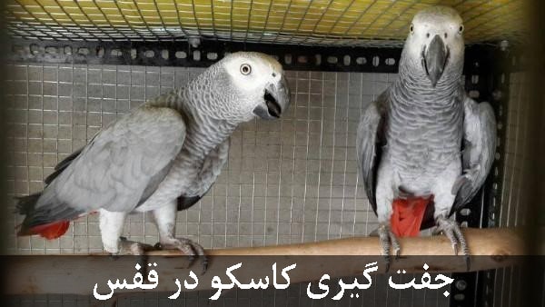 قفس مناسب جوجه کشی کاسکو