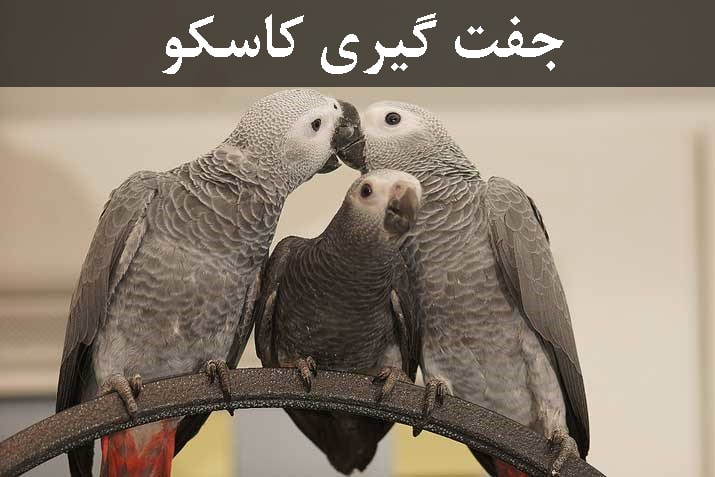 جفت انداختن کاسکو