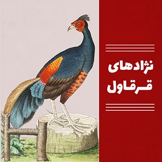 انواع قرقاول