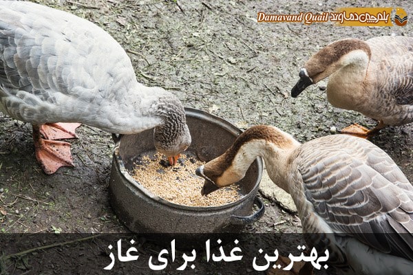 بهترین غذا برای غاز