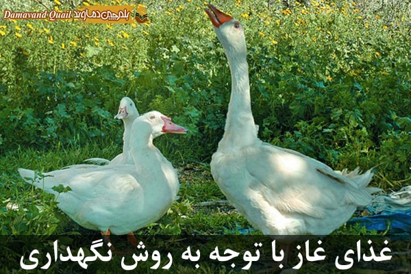 غذای غاز با توجه به روش نگهداری