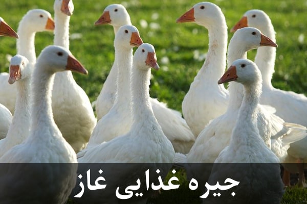 جیره غذایی غاز