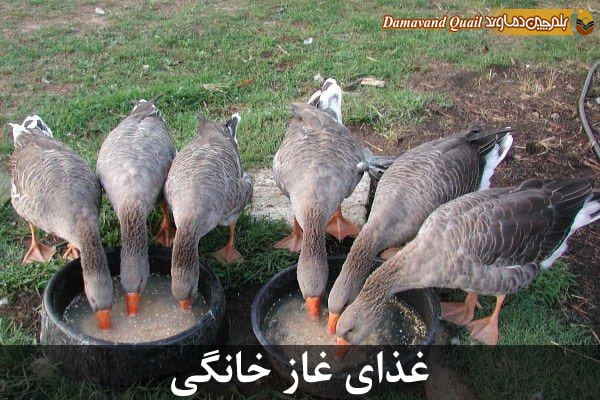 غذای غاز خانگی