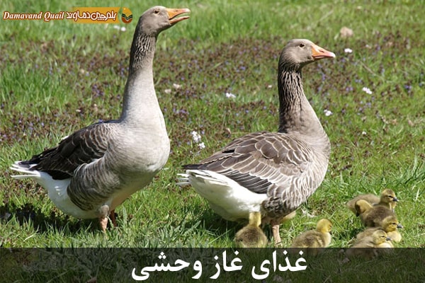 غذای غاز وحشی