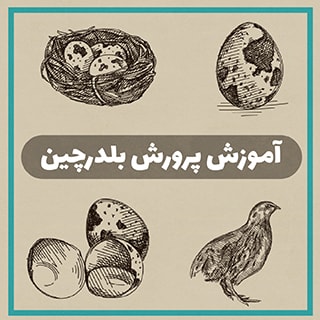 پرورش بلدرچین در فضای 12 متری خانه با استفاده از دستگاه جوجه کشی