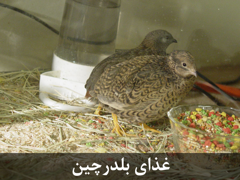 غذای بلدرچین تخمگذار