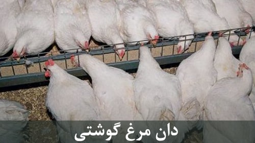 دان مرغ گوشتی
