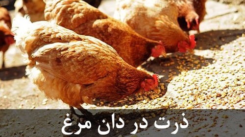 ذرت در دان مرغ