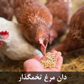دان مرغ تخمگذار