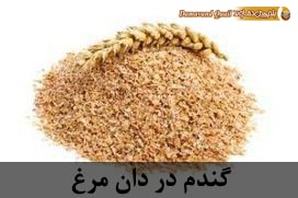 گندم در دان مرغ