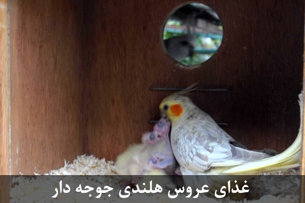 غذای عروس هلندی جوجه دار