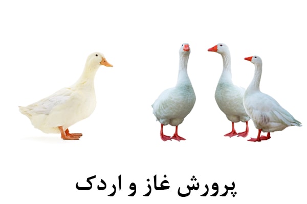 پرورش غاز و اردک