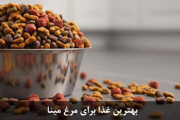 بهترین غذای برای مرغ مینا